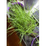 TROPICA Limonska trava - 50 zrn. Cene