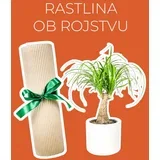 rastlina ob rojstvu otroka (nolina)