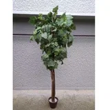 javor voskirani zeleni 140cm 877055/1