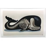 Sperm Whale Skeleton Fine Art Print multicolor