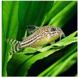 Akvarijum Centar Corydoras leopard | ePonuda.com