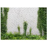  Tapeta - Creeping ivy 250x175 | shoptok.hr
