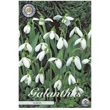  Cvjetne lukovice Galanthus Elwesiis White Visibaba (Bijela, Botanički opis: Galanthus) Cijene