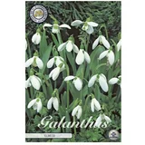  Cvjetne lukovice Galanthus Elwesiis White Visibaba (Bijela, Botanički opis: Galanthus)