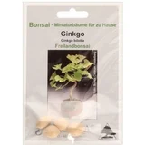 Ginko