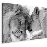  Slika - Lion\'s Love 30x20 Na talijanskom platnu | shoptok.hr