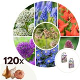 Plant in a Box Vesela čebela in metulj - 120 kos - Allium Anem. Chionodoxa Muscari Tulipa, (21755584) | Shoptok.si