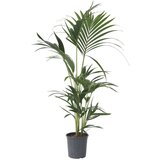 Plant in a Box Kentia - Howea forsteriana - Višina 90-100cm - ⌀18cm, (21758123) | Shoptok.si