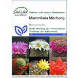 Saflax Mešanica Mammilaria | Shoptok.si