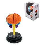  Model ljudskog mozga 4d 35001 ( 95/35001 ) Cene