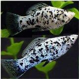 Akvarijum Centar Molly dalmatinac | ePonuda.com