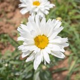 Kokopelli Bio marjetica „Crazy Daisy“ - 200 zrn. | Shoptok.si