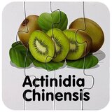  Educational Puzzle Fruit Jigsaw Puzzle 10 Connections | shoptok.hr