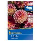 KIEPENKERL Profi-Line Dalija Pacific View (Dahlia x Hybrida, Roza) | shoptok.hr
