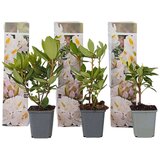 Plant in a Box rododendron - 3 kos - rhododendron 'cunningham's white' - višina 25-40cm - ⌀9cm, (21757518) | Shoptok.si