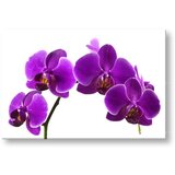  Slike na platnu cveće (moderne slike na platnu) | ePonuda.com