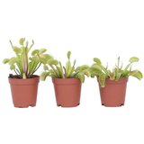 Plant in a Box muholovka - 3 kos - dionaea muscipula - višina 5-15cm - ⌀5,5cm, (21758113) Cene