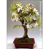 TROPICA Malus Cene