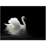  Tapeta - swan (black and white) 200x154 | shoptok.hr