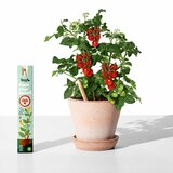  Svinčnik s semeni Sprout - češnjev paradižnik Cene