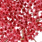 Mömax Umetna Roža Achillea I -Paz- | Shoptok.si
