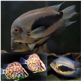 Akvarijum Centar uaru | ePonuda.com