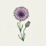 Jora Dahl Centaurea Cyanus "Classic Magic" - modri glavinec Cene