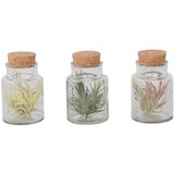 Plant in a Box Tilancija - 3 kos - Tillandsia - Višina 5-15cm - ⌀5cm, (21758312) | Shoptok.si