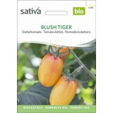 Sativa Paradižnik datelj, Blush Tiger Cene