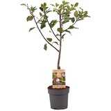 Plant in a Box sliva - prunus domestica 'opal' - višina 90-100cm - ⌀21cm, (21757560) Cene