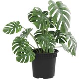  Okrugla saksija za cveće 24 pcs Crna Ø 15 x 12 cm Plastika - Crna Ø 15 x 12 cm 24 | shoptok.hr