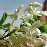 Dolce & Gabbana Q by parfum za ženske 100 ml | Shoptok.si