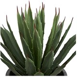 House Nordic Umjetna biljka (visina 41 cm) Agave – | shoptok.hr