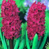 Royal De Ree hyacinthus woodstock 3/1 Cene