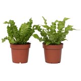 Plant in a Box gnezdnati sršaj - asplenium nidus 'crispy wave' - višina 25-40cm - ⌀12cm, (21758182) | Shoptok.si