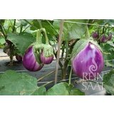 ReinSaat Jajčevec "Rotonda Bianca" | Shoptok.si