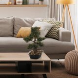 MID.YOU Umetna Rastlina Bonsai | Shoptok.si