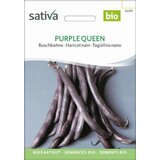 Sativa Grmičasti fižol Purple Queen | Shoptok.si