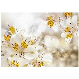  Tapeta - Sunny Alstroemeria 250x175 | shoptok.hr