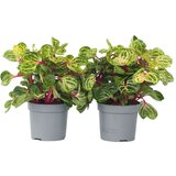 Plant in a Box irezina - 2 kos - iresine herbstii - višina 20-30cm - ⌀13cm, (21758041) Cene