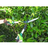  Makaze za živu ogradu WU9769400 | ePonuda.com