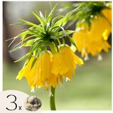 Plant in a Box Logarica - 3 kos - Fritillaria 'lutea' - Cvetne čebulice - Rumena, (21757004) | Shoptok.si