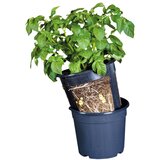 Esschert Design saksija za krumpir esschert design, ø 30,2 cm Cijene