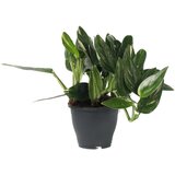 Plant in a Box filodendron - philodendron 'cobra' - višina 55-65cm - ⌀19cm, (21758154) Cene