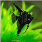Akvarijum Centar black marbled angelfish | ePonuda.com