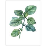 knor Plakat 40x50 cm | shoptok.hr