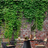  Foto tapeta - Brick and ivy 500x350 | shoptok.hr