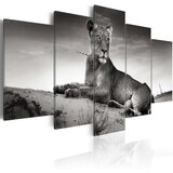  Slika - Lioness in a desert 200x100 Cijene