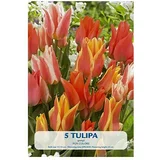  Cvjetne lukovice Tulipan Fun Colours (Crvena, Botanički opis: Tulipa)