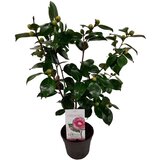 Plant in a Box japonska kamelija - camellia japonica 'bonomiana' - višina 50-60cm - ⌀15cm, (21757689) Cene